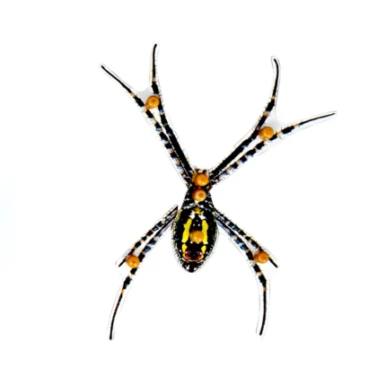 Spider Puzzle