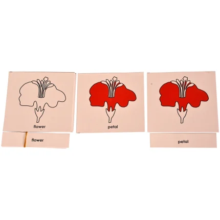 Nomenclature Cards : Parts of a flower