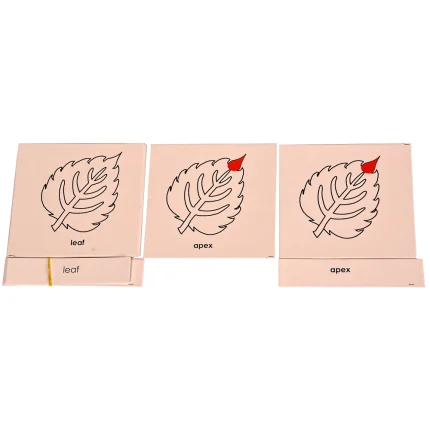 Nomenclature Cards : Parts of a Leaf