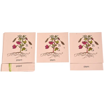 Nomenclature Cards : Parts of Plant